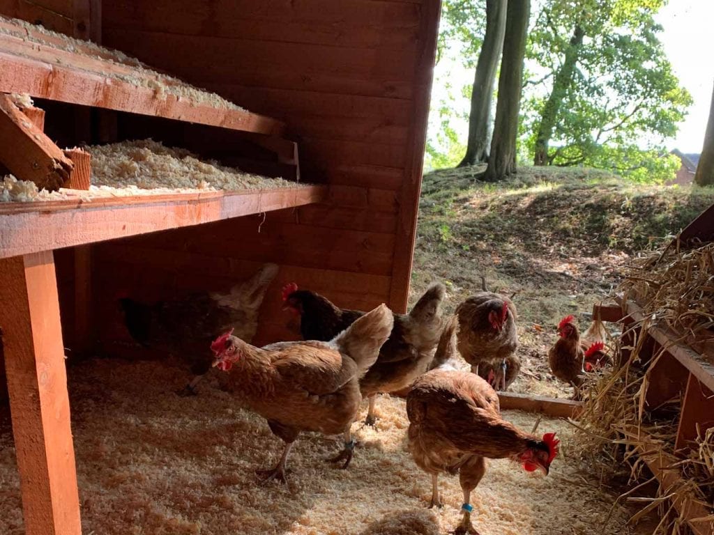 hens in new woodland shed