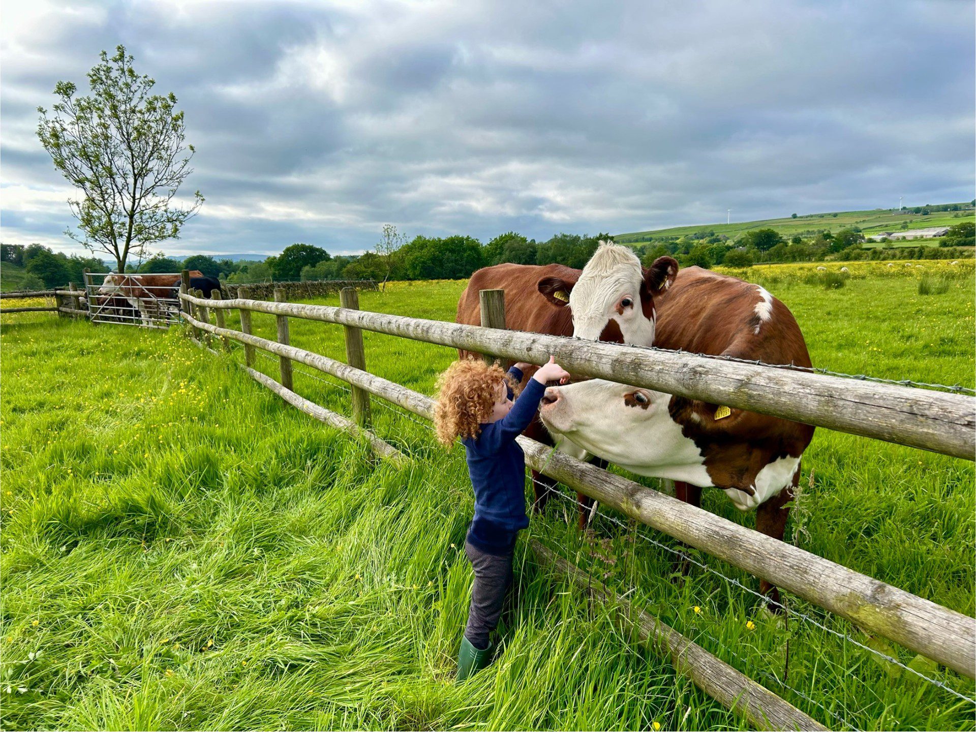 Bernard’s Herd – Summer 2024