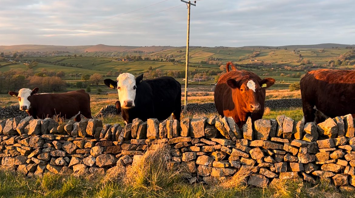 Conservation Grazing at Bernard’s Farm