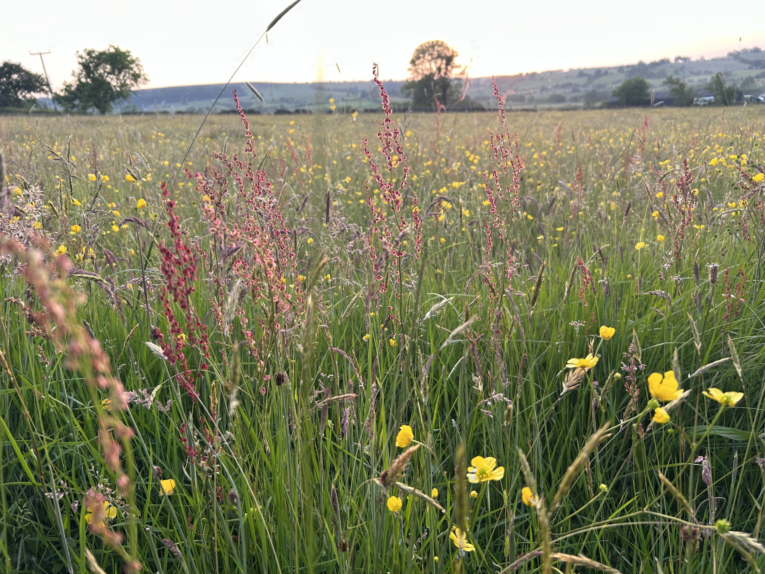 Happy Hay Meadows
